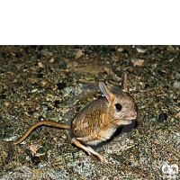 گونه دوپای کوتوله Dwarf Fat – tailed Jerboa